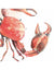 Torchon Crustacé Crabe Côté Table Blanc Rouge 50x70cm